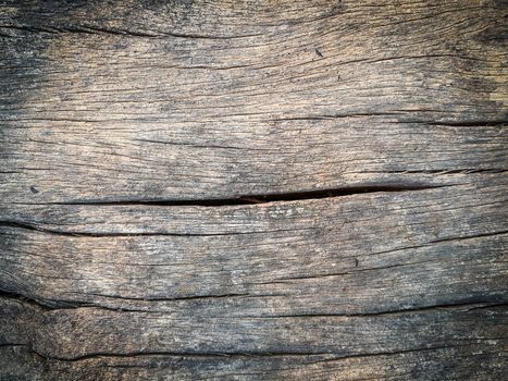 Old bark pattern, white color, background