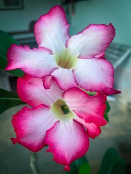 Closeup pink azalea flowers on dark background