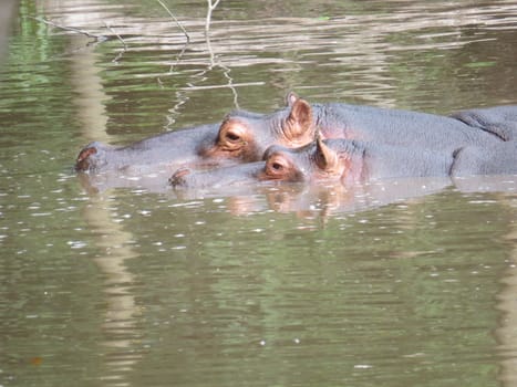 Wild life, hipopotamus submerged in the river, with head to show, refreshing in the summer