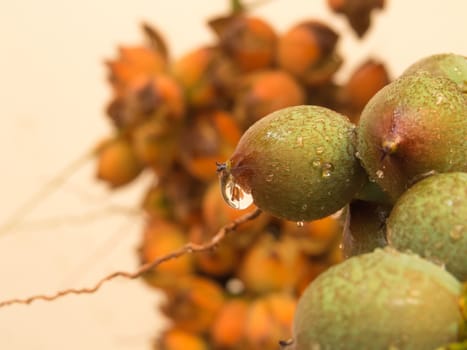 Close up view of water drop on green fruit of the garden palm tree, after summer rain, with ripe fruit in the background