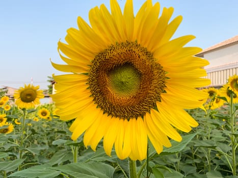 Sunflower in sunny outdoor garden