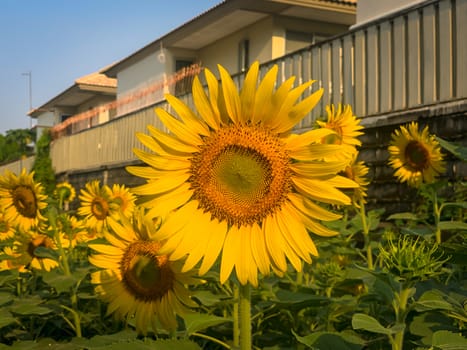 Sunflower in sunny outdoor garden