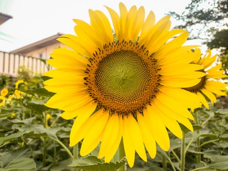 Sunflower in sunny outdoor garden