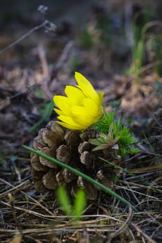 Beautifull first flowers in spring forest. Tender spring flowers harbingers of warming symbolize the arrival of spring. Scenic view of the spring forest with blooming flowers