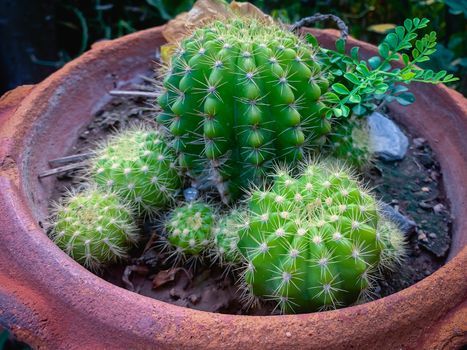 Many cactus trees in pots