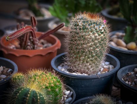 Many cactus trees in pots