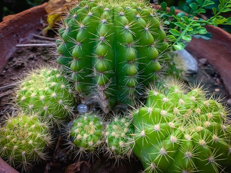 Many cactus trees in pots