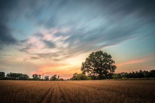 Gold Wheat flied panorama with tree at sunset, rural countryside