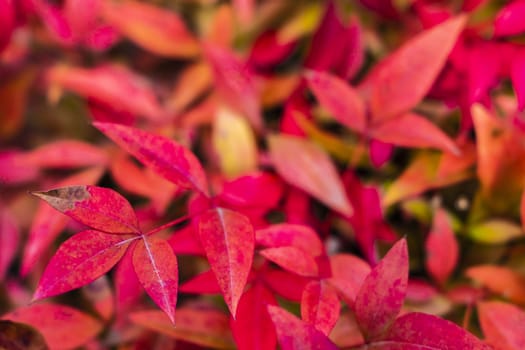 Beautiful red leaves background, blank for background