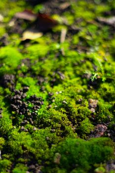 Hue green moss on black ground. Wet ground and soft moss.