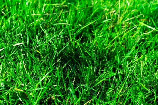 Very green and fresh grass. Symbol of freshness and natural. Brightness and hue colour. Close-up view.