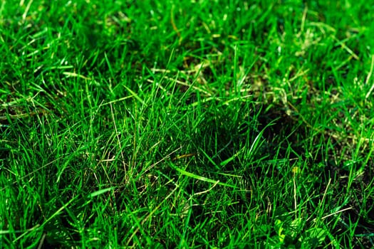Very green and fresh grass. Symbol of freshness and natural. Brightness and hue colour. Close-up view.