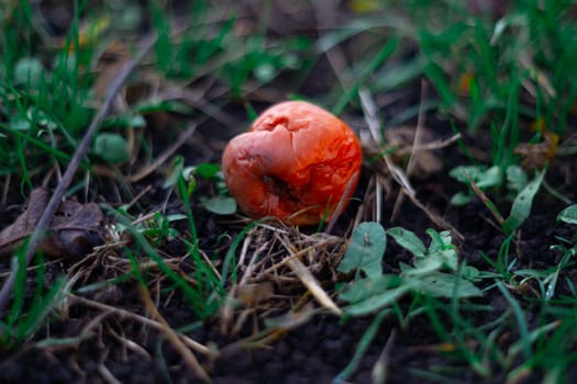 Rotten frozen apples on green dark grass in apple garden. October frost.