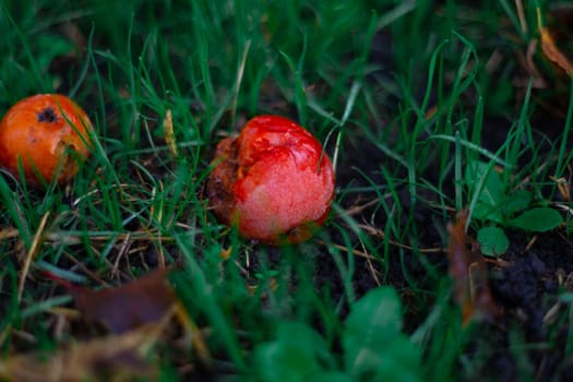 Rotten frozen apples on green dark grass in apple garden. October frost.