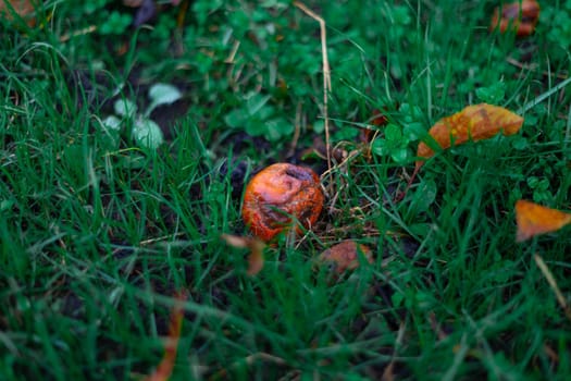 Rotten frozen apples on green dark grass in apple garden. October frost.