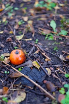 Rotten frozen apples on  dark ground with orange leaves in apple garden. October frost.