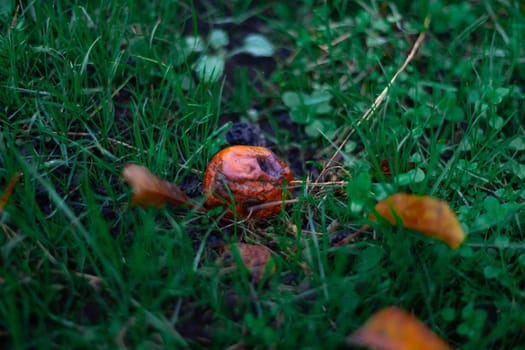 Rotten frozen apples on green dark grass in apple garden. October frost.