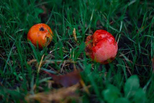 Rotten frozen apples on green dark grass in apple garden. October frost.