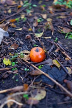 Rotten frozen apples on  dark ground with orange leaves in apple garden. October frost.