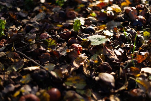 Rotten frozen apples on dark ground with orange leaves in apple garden. October frost.