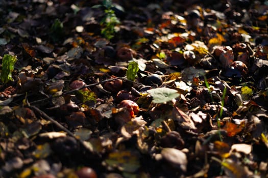 Rotten frozen apples on dark ground with orange leaves in apple garden. October frost.