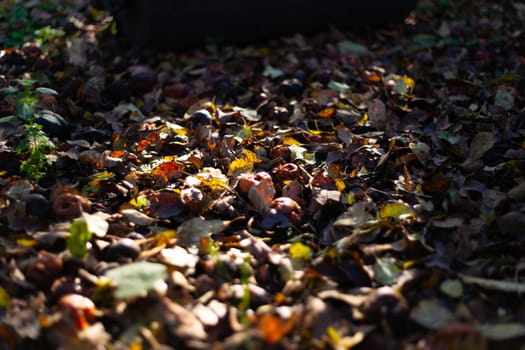 Rotten frozen apples on dark ground with orange leaves in apple garden. October frost.