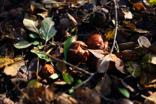 Rotten frozen apples on dark ground with orange leaves in apple garden. October frost.