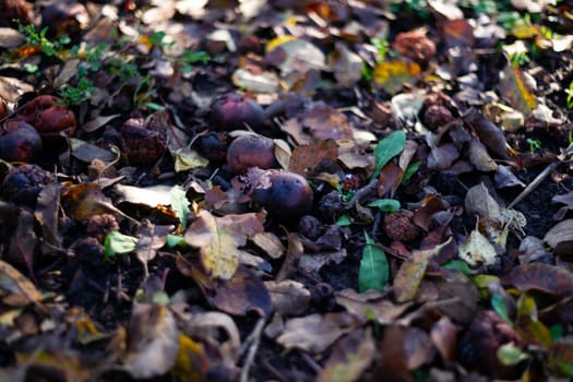 Rotten frozen apples on dark ground with orange leaves in apple garden. October frost.