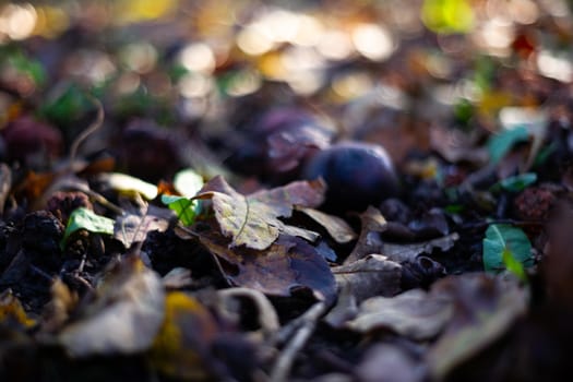 Rotten frozen apples on dark ground with orange leaves in apple garden. October frost and blurred background.