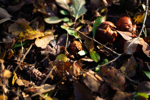 Rotten frozen apples on dark ground with orange leaves in apple garden. October frost.