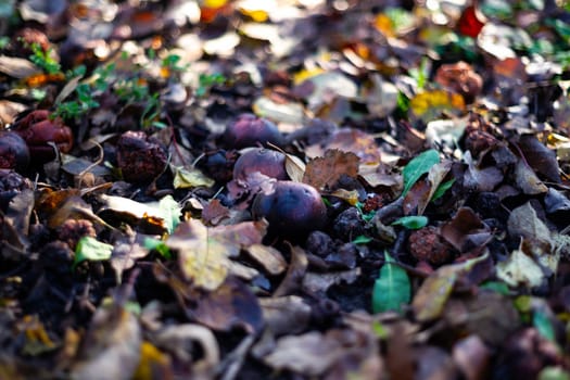 Rotten frozen apples on dark ground with orange leaves in apple garden. October frost.