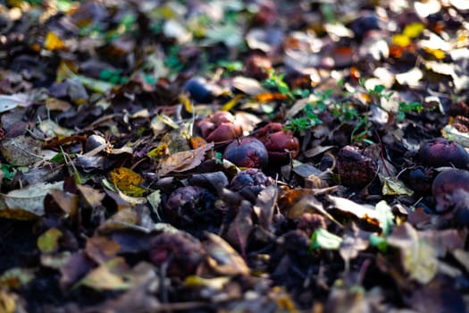 Rotten frozen apples on dark ground with orange leaves in apple garden. October frost.