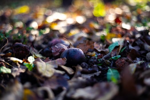 Rotten frozen apples on dark ground with orange leaves in apple garden. October frost and blurred background.