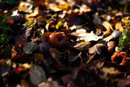 Rotten frozen apples on dark ground with orange leaves in apple garden. October frost.