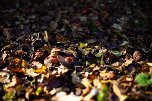 Rotten frozen apples on dark ground with orange leaves in apple garden. October frost and blurred background.