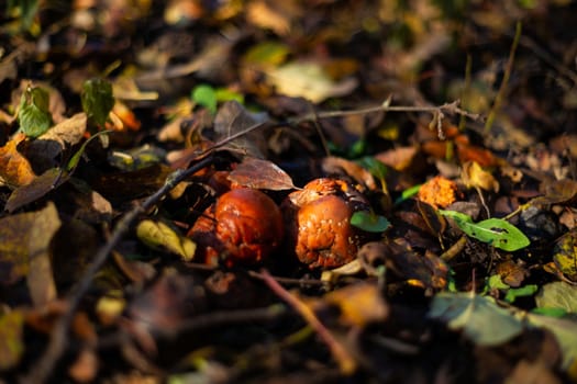 Rotten frozen apples on dark ground with orange leaves in apple garden. October frost and blurred background.