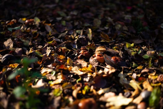 Rotten frozen apples on dark ground with orange leaves in apple garden. October frost.