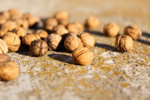 Ripe walnuts on concrete foundation with dry green moss and blurred background.