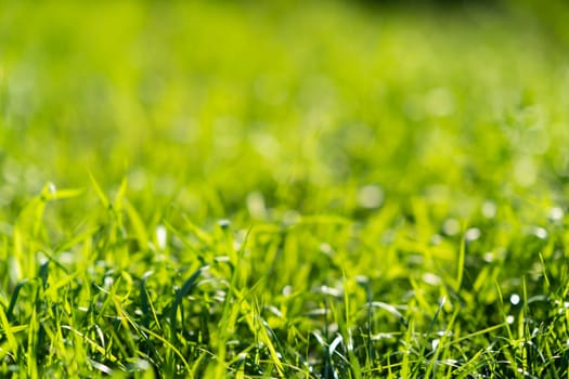 Very green and fresh grass. Symbol of freshness and natural. Brightness and hue colour. Close-up view.