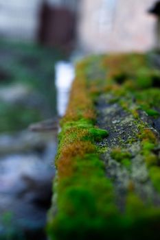 Hue green moss on wood bench surface. Wet wood and soft moss. Blurred background. Soft focus.