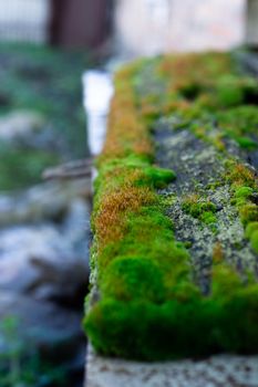 Hue green moss on wood bench surface. Wet wood and soft moss. Blurred background. Soft focus.