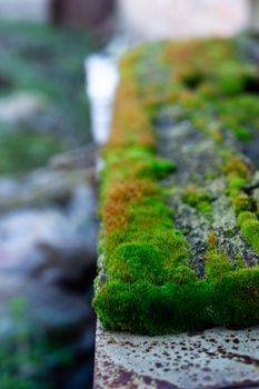 Hue green moss on wood bench surface. Wet wood and soft moss. Blurred background. Soft focus.