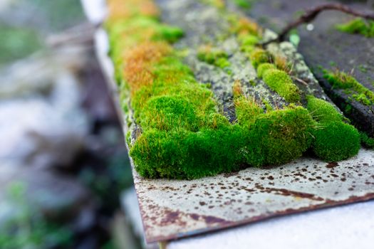 Hue green moss on wood bench surface. Wet wood and soft moss. Blurred background. Soft focus.