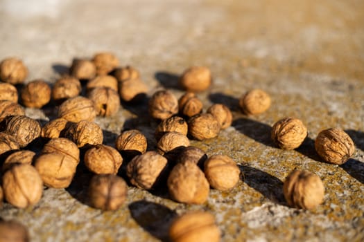 Ripe walnuts on concrete foundation with dry green moss and blurred background.