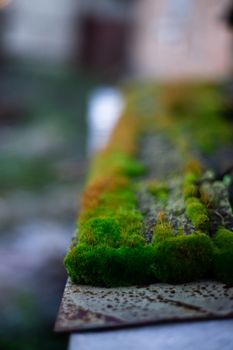 Hue green moss on wood bench surface. Wet wood and soft moss. Blurred background. Soft focus.