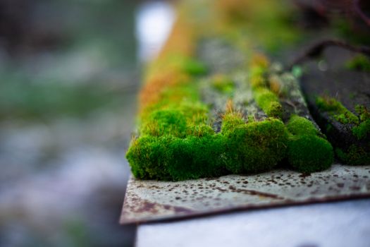 Hue green moss on wood bench surface. Wet wood and soft moss. Blurred background. Soft focus.