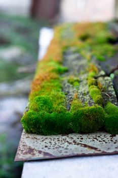 Hue green moss on wood bench surface. Wet wood and soft moss. Blurred background. Soft focus.