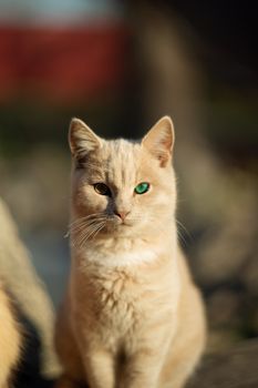 Peach color cat with different-colour eyes and blurred background. Odd colour eyes.