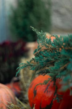 Pumpkin and straw near green thuja in front of stone wall. Halloween decoration.