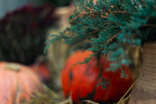 Pumpkin and straw near green thuja in front of stone wall. Halloween decoration.